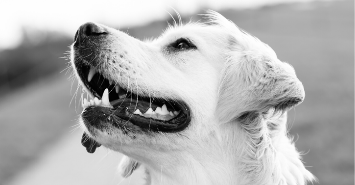 Probiotics for Pet Dental Health: A DIY Recipe