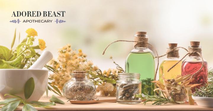 Dog Immunity: Protective & Immune Boosting Herbs