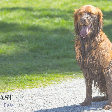 Dog Skin Health: A Breakthrough for Allergies & The Skin Microbiome Ecosystem