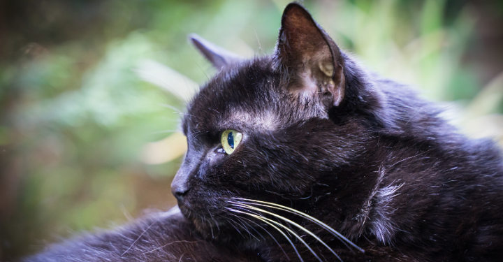 Cats and The Dreaded Fur Balls…Does a Raw Species Appropriate Diet Help?