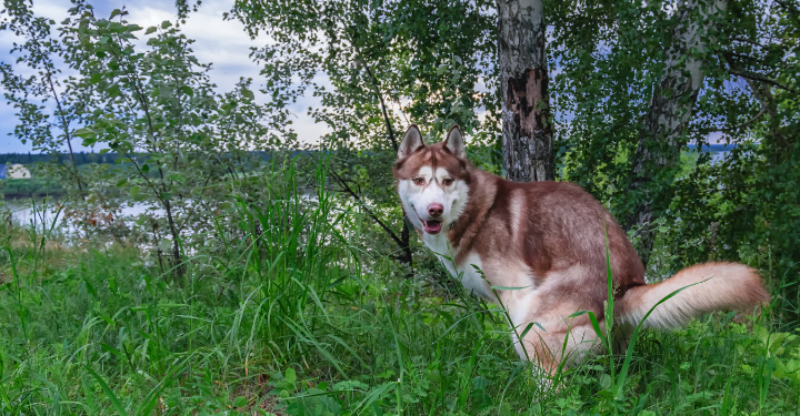 Probiotics for Dogs: The Power of Poop