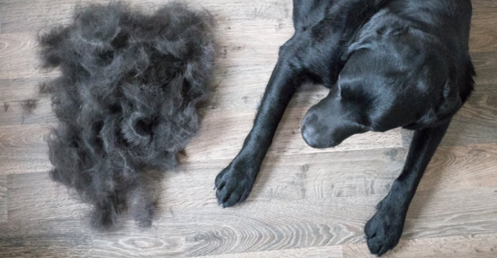 Excessive Shedding - Not the Norm!