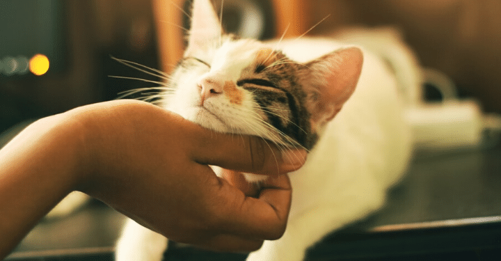 Hand Sanitizer and Pets: How to Be Safe When Using it