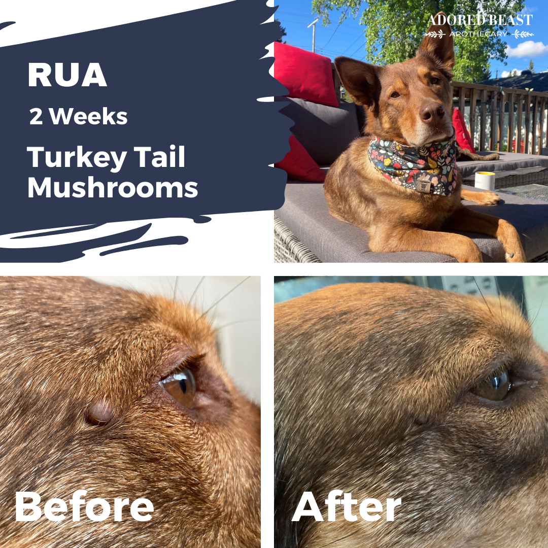 Turkey tail mushroom dog lymphoma hotsell